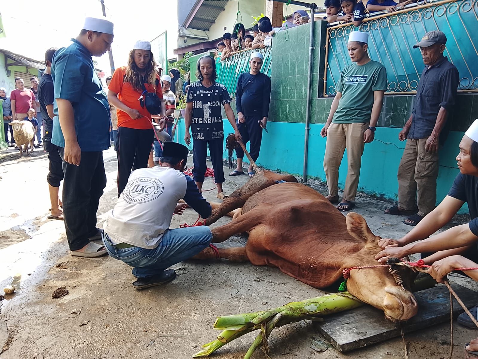 Sapi dan kambing titipan pequrban disembelih di halaman majelis